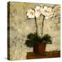 Orchid I-Bagnato Judi-Stretched Canvas