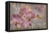 Orchid I-Cora Niele-Framed Stretched Canvas