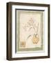 Orchid II-Pamela Gladding-Framed Premium Giclee Print