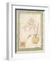 Orchid II-Pamela Gladding-Framed Premium Giclee Print
