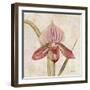 Orchid III-Cheri Blum-Framed Art Print