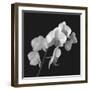 Orchid Illusion I-Katja Marzahn-Framed Giclee Print