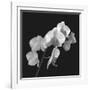 Orchid Illusion I-Katja Marzahn-Framed Giclee Print