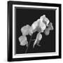 Orchid Illusion I-Katja Marzahn-Framed Giclee Print