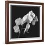 Orchid Illusion I-Katja Marzahn-Framed Giclee Print