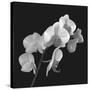 Orchid Illusion I-Katja Marzahn-Stretched Canvas