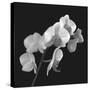 Orchid Illusion I-Katja Marzahn-Stretched Canvas