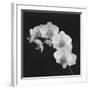 Orchid Illusion II-Katja Marzahn-Framed Giclee Print