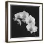 Orchid Illusion II-Katja Marzahn-Framed Giclee Print