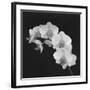 Orchid Illusion II-Katja Marzahn-Framed Giclee Print