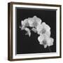 Orchid Illusion II-Katja Marzahn-Framed Giclee Print