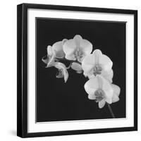 Orchid Illusion II-Katja Marzahn-Framed Giclee Print