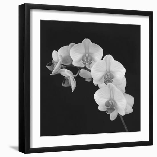 Orchid Illusion II-Katja Marzahn-Framed Giclee Print