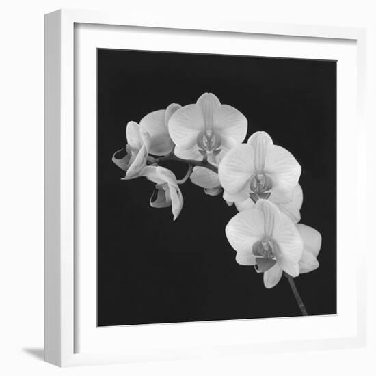 Orchid Illusion II-Katja Marzahn-Framed Giclee Print