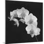 Orchid Illusion II-Katja Marzahn-Mounted Giclee Print