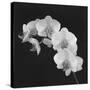 Orchid Illusion II-Katja Marzahn-Stretched Canvas