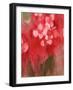 Orchid in Allzarin Crimson, C.2017 (Watercolor on Paper)-Janel Bragg-Framed Giclee Print