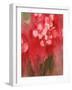 Orchid in Allzarin Crimson, C.2017 (Watercolor on Paper)-Janel Bragg-Framed Giclee Print