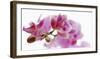 Orchid in Bloom-null-Framed Art Print