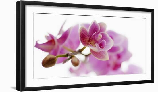 Orchid in Bloom-null-Framed Art Print