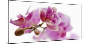 Orchid in Bloom-null-Mounted Art Print