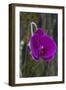 Orchid in Hawaii Botanical Garden, Big Island, Hawaii-Gayle Harper-Framed Photographic Print