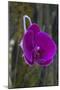 Orchid in Hawaii Botanical Garden, Big Island, Hawaii-Gayle Harper-Mounted Photographic Print