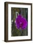 Orchid in Hawaii Botanical Garden, Big Island, Hawaii-Gayle Harper-Framed Photographic Print