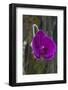 Orchid in Hawaii Botanical Garden, Big Island, Hawaii-Gayle Harper-Framed Photographic Print