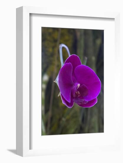 Orchid in Hawaii Botanical Garden, Big Island, Hawaii-Gayle Harper-Framed Photographic Print