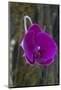 Orchid in Hawaii Botanical Garden, Big Island, Hawaii-Gayle Harper-Mounted Photographic Print