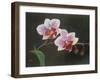 Orchid in my bedroom,  pastel-Margo Starkey-Framed Giclee Print