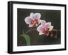 Orchid in my bedroom,  pastel-Margo Starkey-Framed Giclee Print