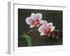 Orchid in my bedroom,  pastel-Margo Starkey-Framed Giclee Print