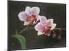 Orchid in my bedroom,  pastel-Margo Starkey-Mounted Giclee Print