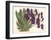 Orchid in Purple-A^ Poiteau-Framed Premium Giclee Print