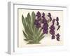 Orchid in Purple-A^ Poiteau-Framed Premium Giclee Print