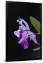 Orchid, Inle Lake, Shan State, Myanmar-Keren Su-Framed Photographic Print