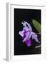 Orchid, Inle Lake, Shan State, Myanmar-Keren Su-Framed Photographic Print