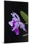 Orchid, Inle Lake, Shan State, Myanmar-Keren Su-Mounted Photographic Print