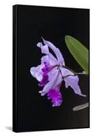 Orchid, Inle Lake, Shan State, Myanmar-Keren Su-Framed Stretched Canvas