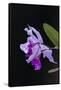 Orchid, Inle Lake, Shan State, Myanmar-Keren Su-Framed Stretched Canvas