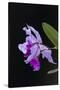 Orchid, Inle Lake, Shan State, Myanmar-Keren Su-Stretched Canvas
