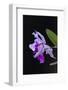 Orchid, Inle Lake, Shan State, Myanmar-Keren Su-Framed Photographic Print