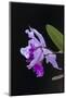 Orchid, Inle Lake, Shan State, Myanmar-Keren Su-Mounted Photographic Print