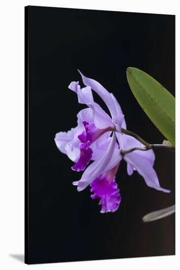 Orchid, Inle Lake, Shan State, Myanmar-Keren Su-Stretched Canvas