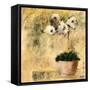 Orchid IV-Bagnato Judi-Framed Stretched Canvas