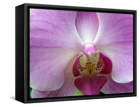 Orchid IV-Ricki Mountain-Framed Stretched Canvas