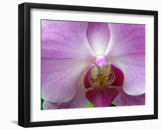 Orchid IV-Ricki Mountain-Framed Art Print