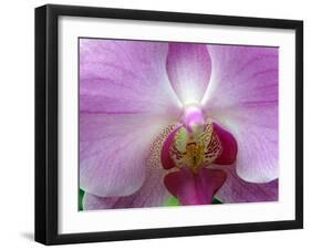 Orchid IV-Ricki Mountain-Framed Art Print